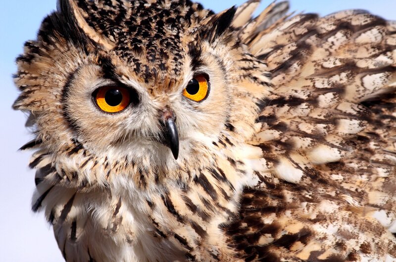 Close-up of an owl