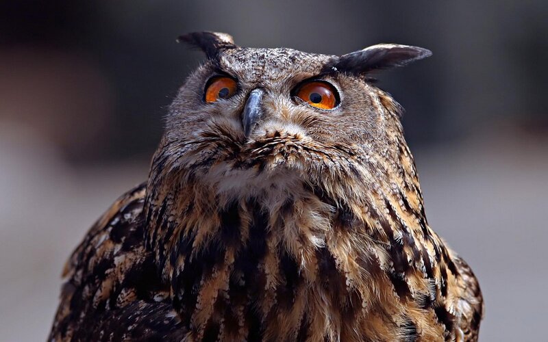 close-up of an owl