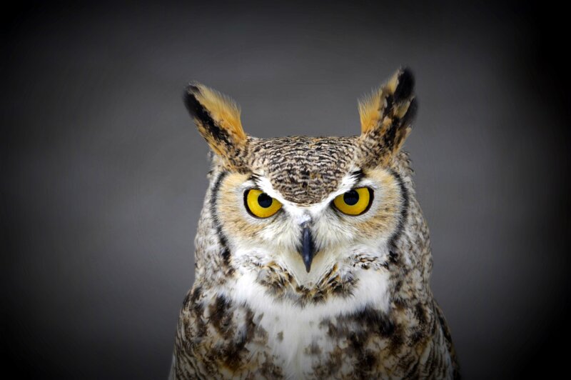 close-up of an owl
