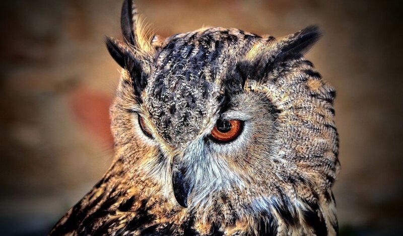 close-up of an owl