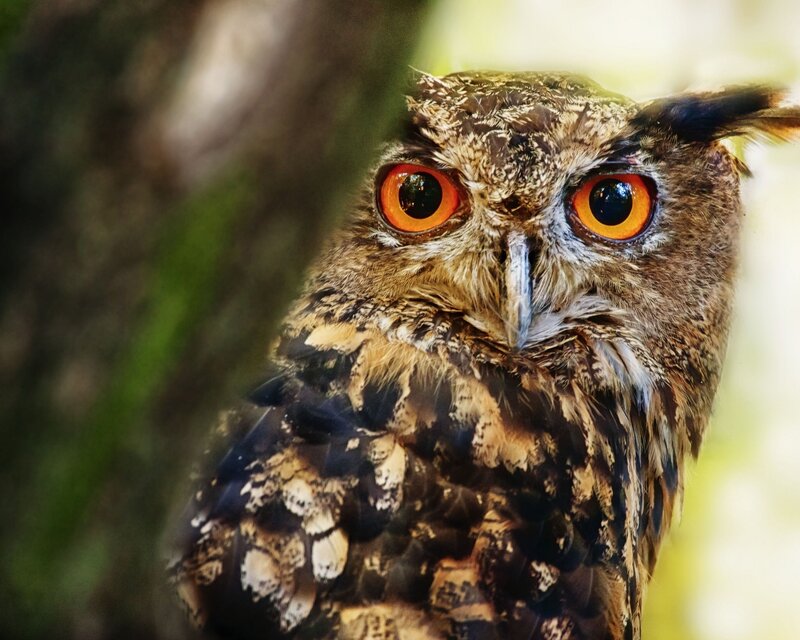 close-up of an owl
