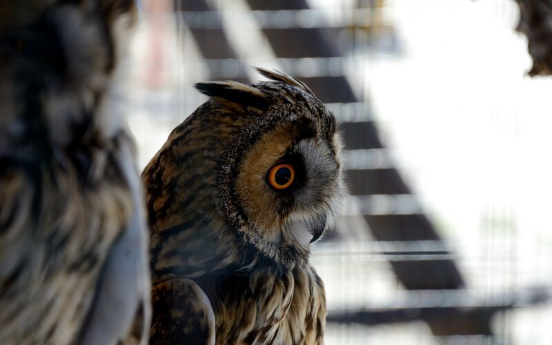 Close-up of an owl
