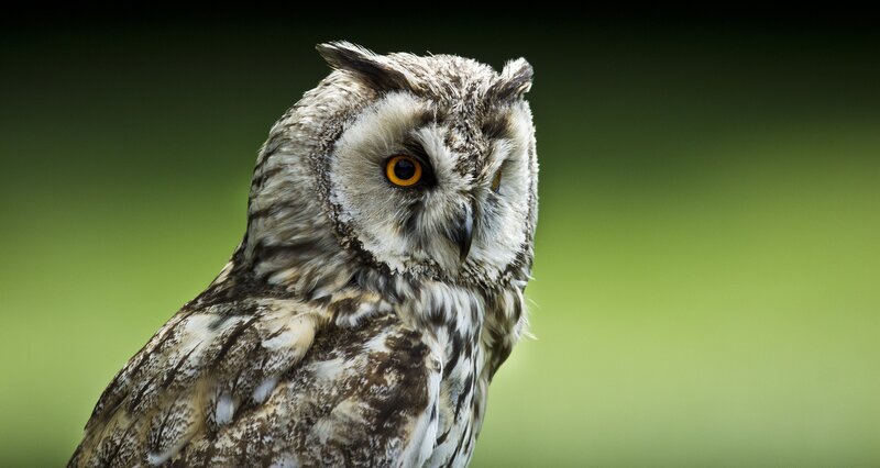 close-up of an owl
