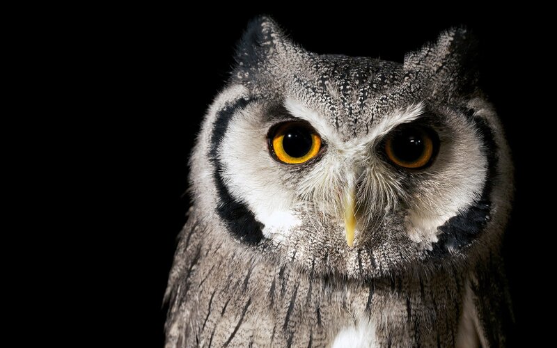 close-up of an owl