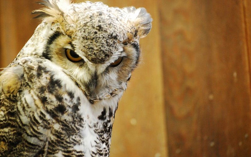 close-up of an owl