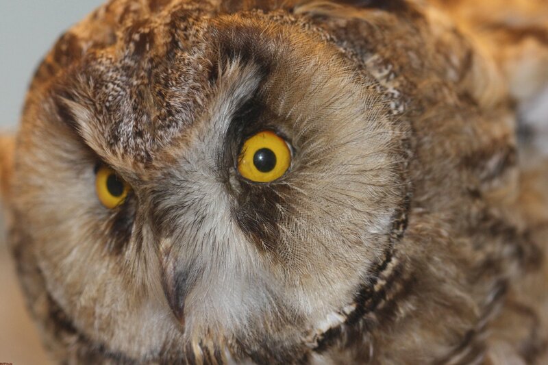 close-up of an owl