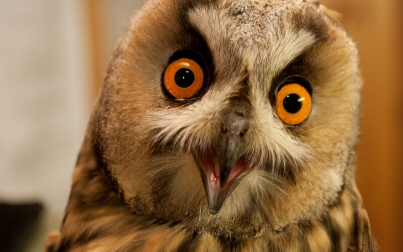 close-up of an owl