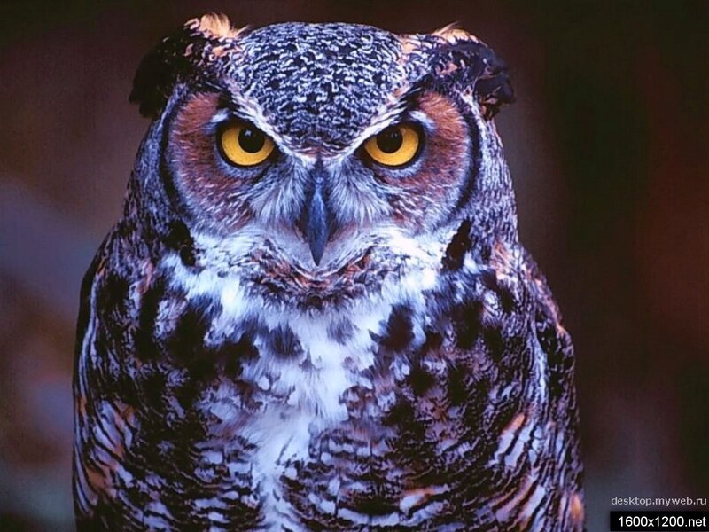 Close-up of an owl