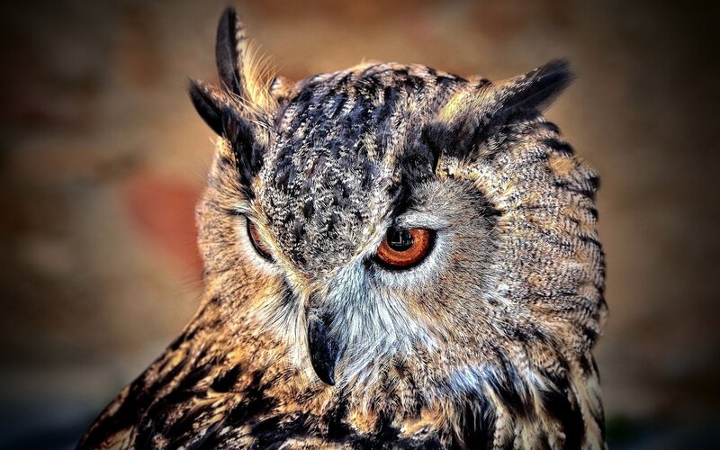 Close-up of an owl