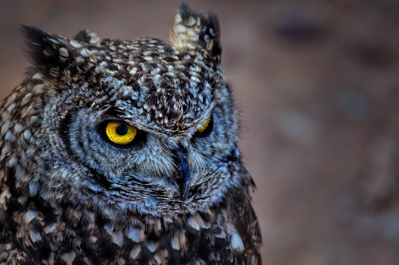 close-up of an owl