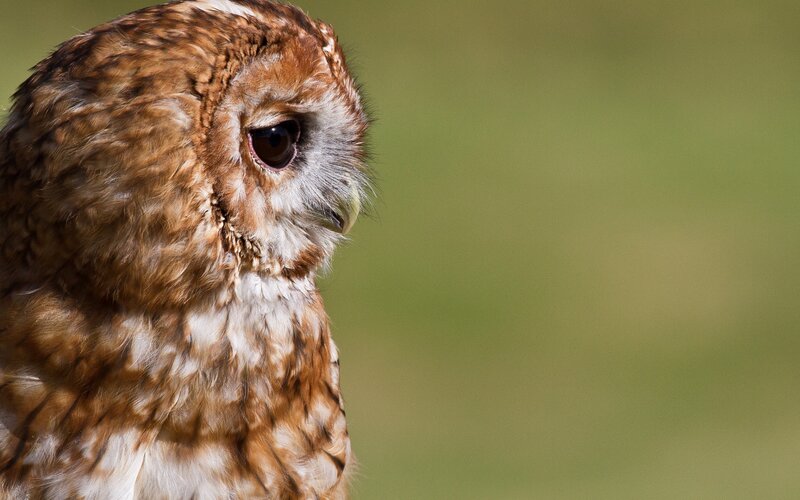 close-up of an owl