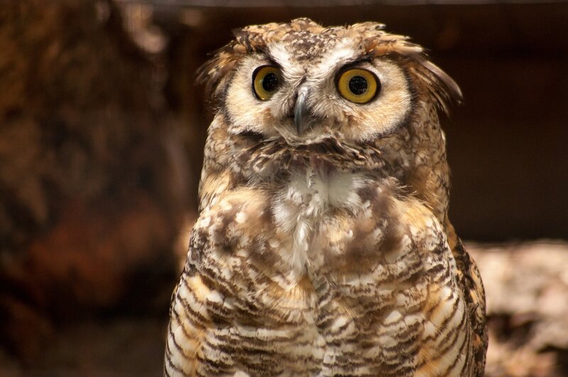 close-up of an owl