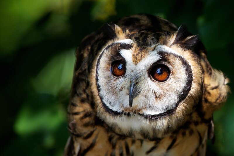close-up of an owl