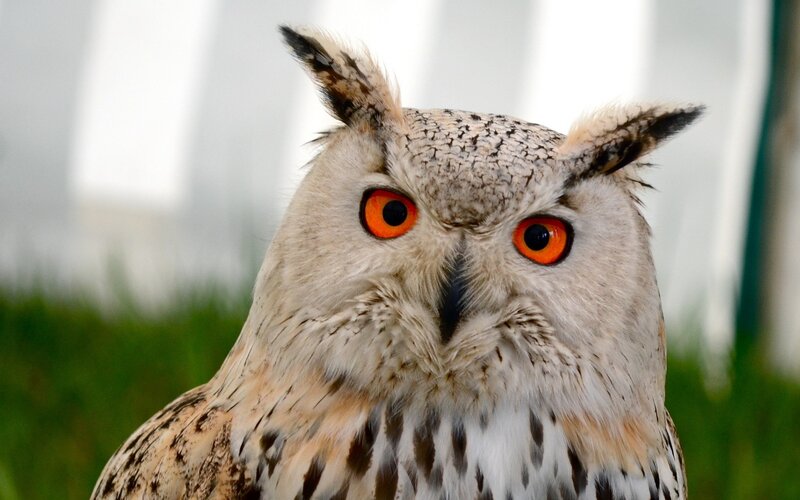 close-up of an owl