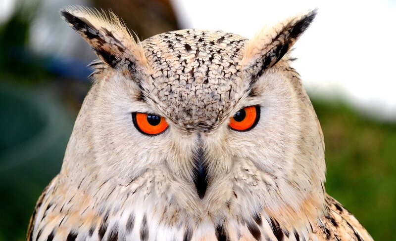 Close-up of an owl