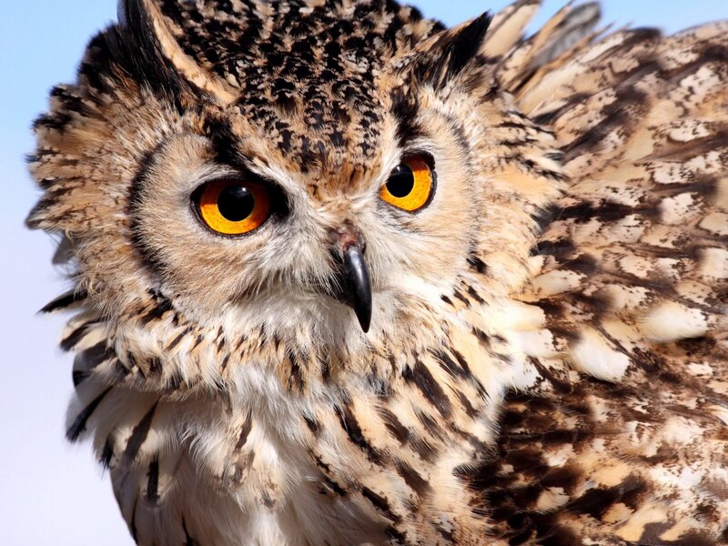 Close-up of an owl