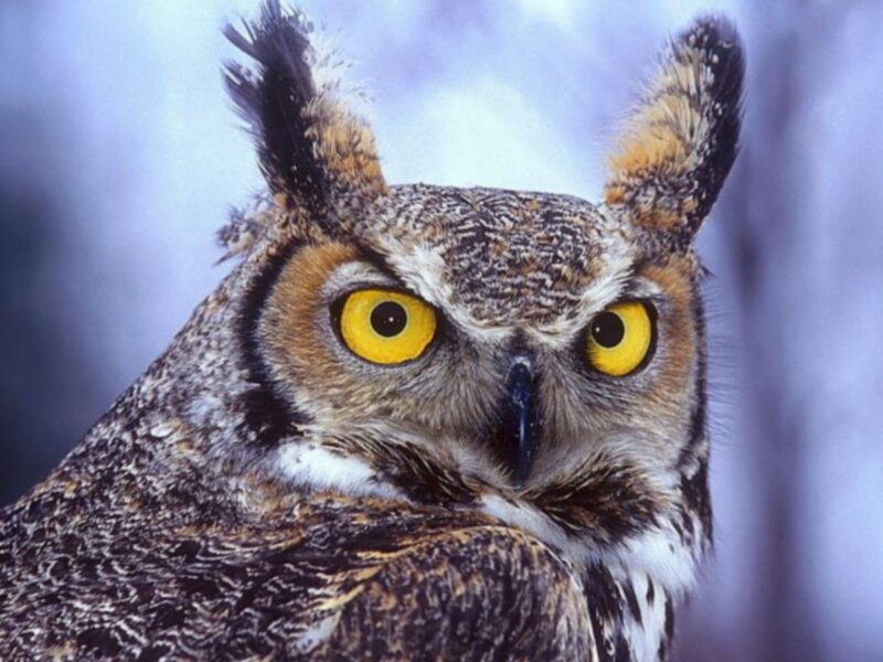 close-up of an owl