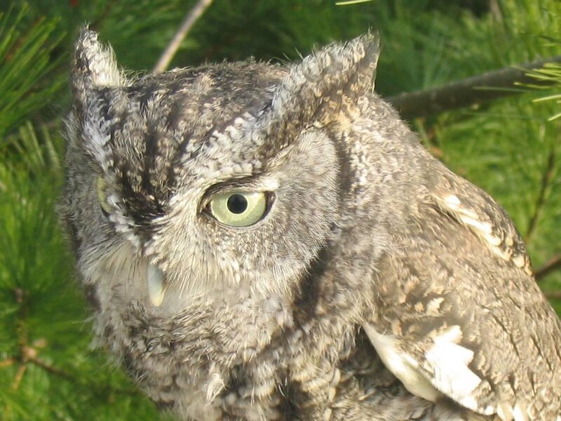 close-up of an owl