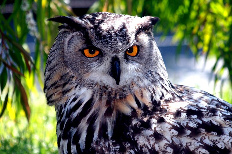 Close-up of an owl