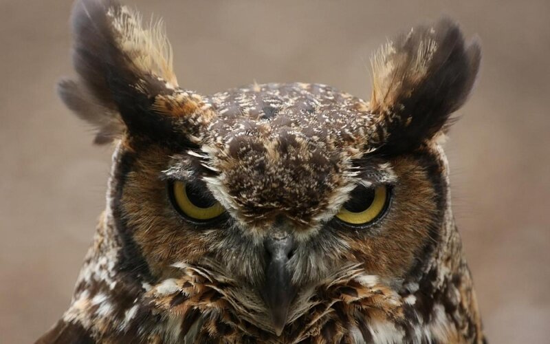 Close-up of an owl