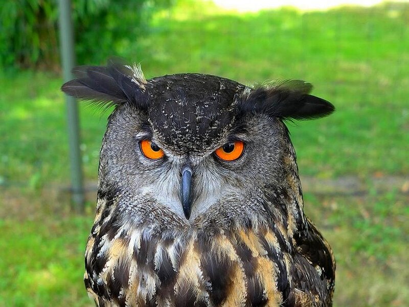 close-up of an owl