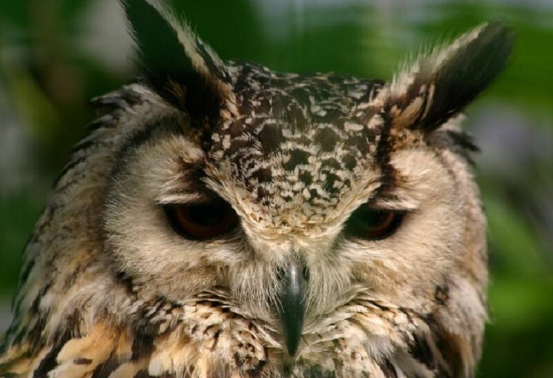 close-up of an owl