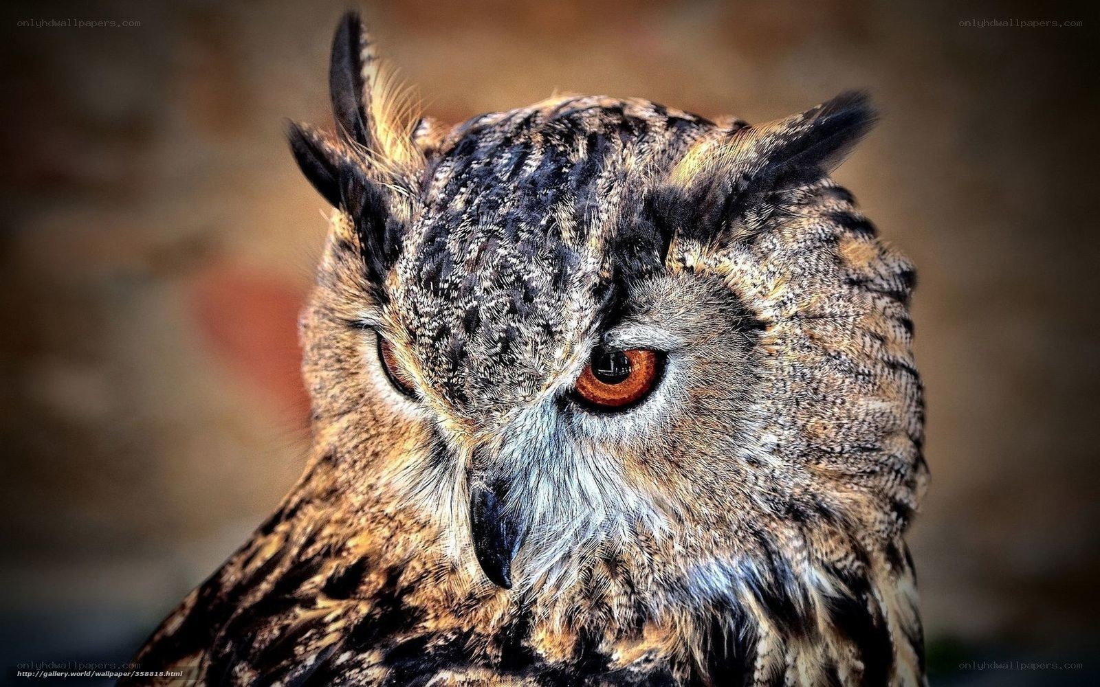 Close-up of an owl