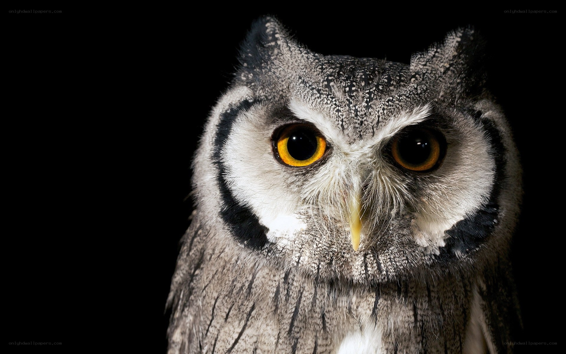 Close-up of an owl