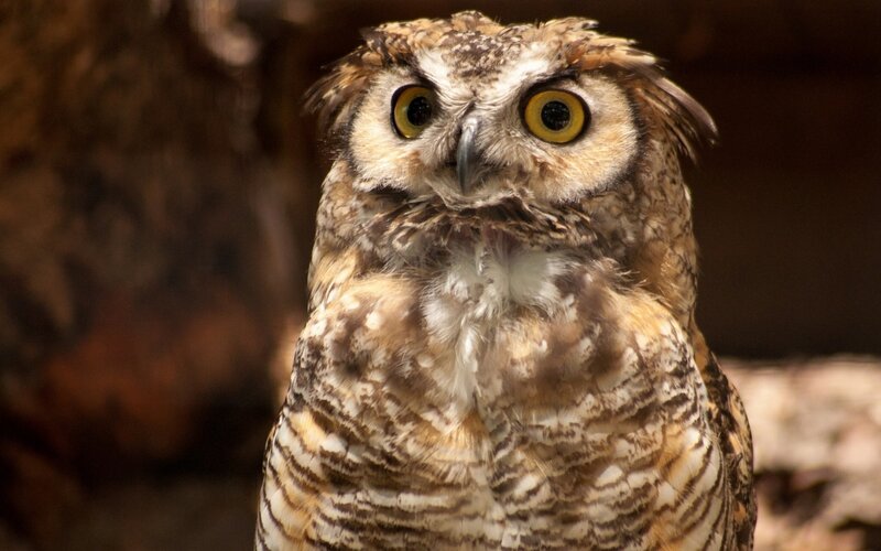 Close-up of an Owl — Brown, Alert