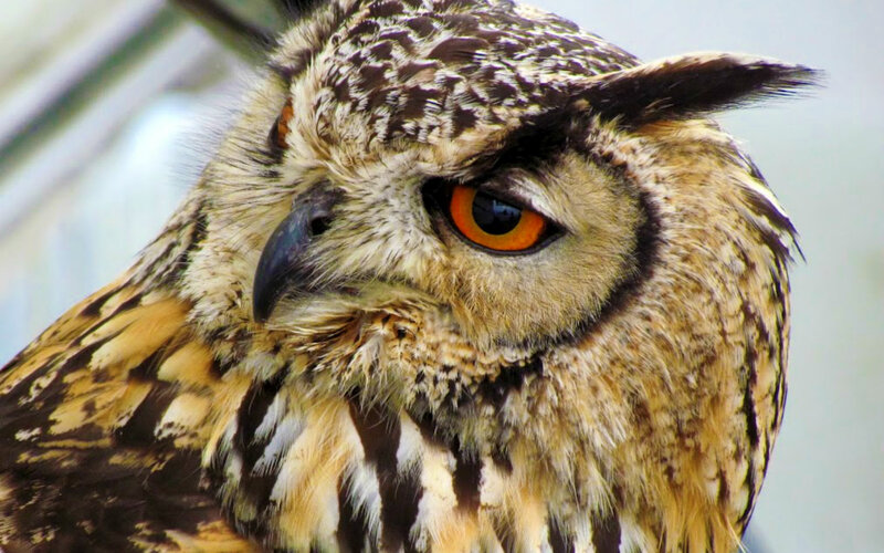 Close-up of an Owl — Brown, Intense, Photograph, Eye