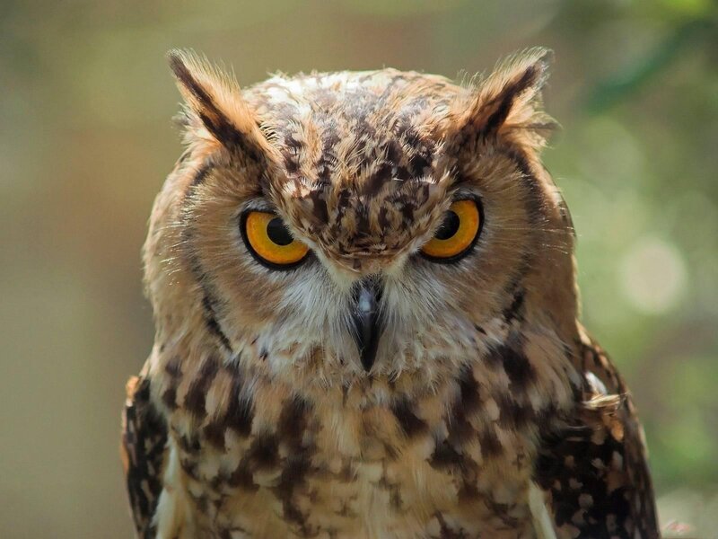 Close-up of an Owl — Brown, Intense, Photograph, Yellow Eyes