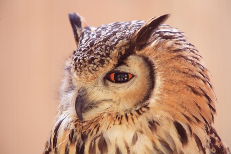 Close-up of an Owl — Brown