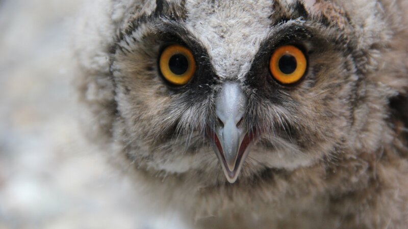 close-up of an owl chick
