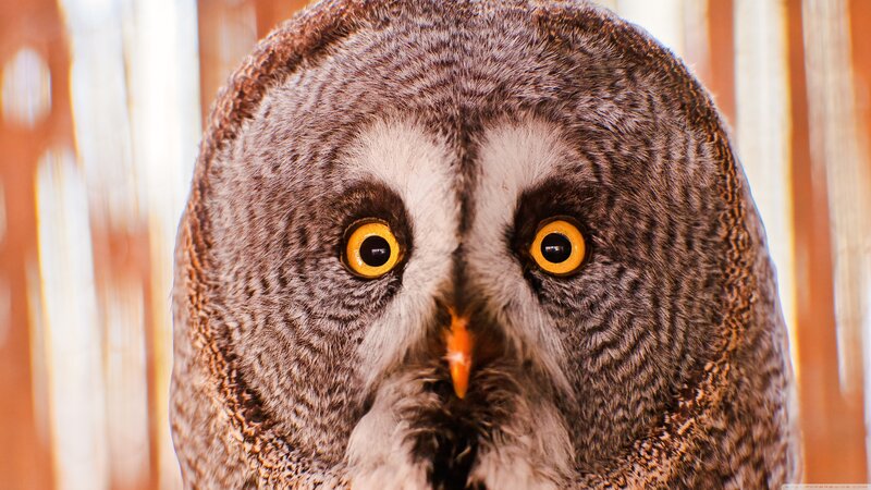 Close-up of an Owl — Gray, Intense