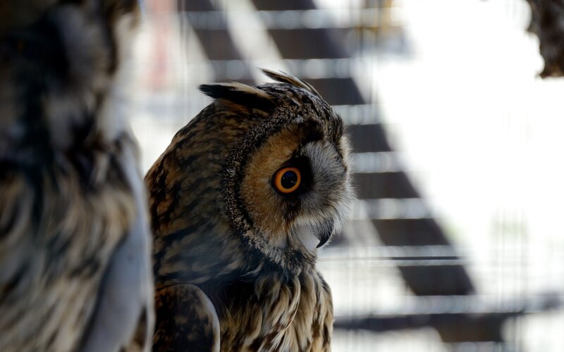 Close-up of an owl in a cage