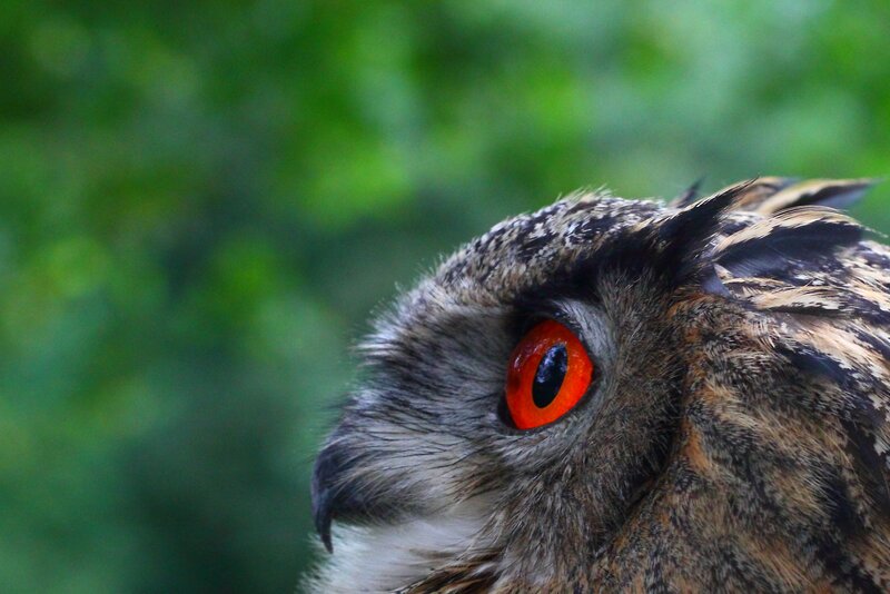 close-up of an owl's eye