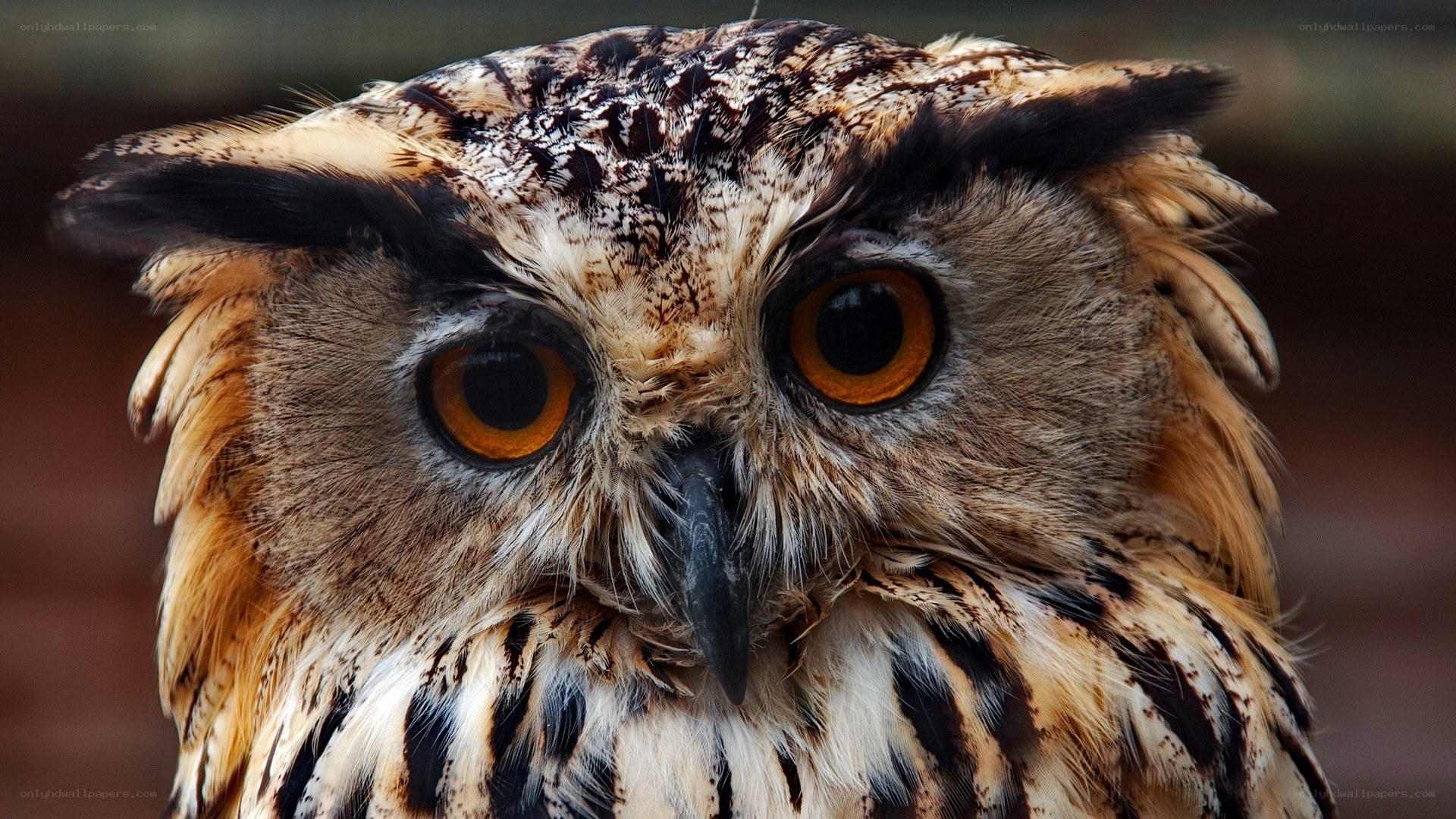 Close-up of an owl's face