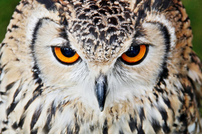 Close-up of an owl's face