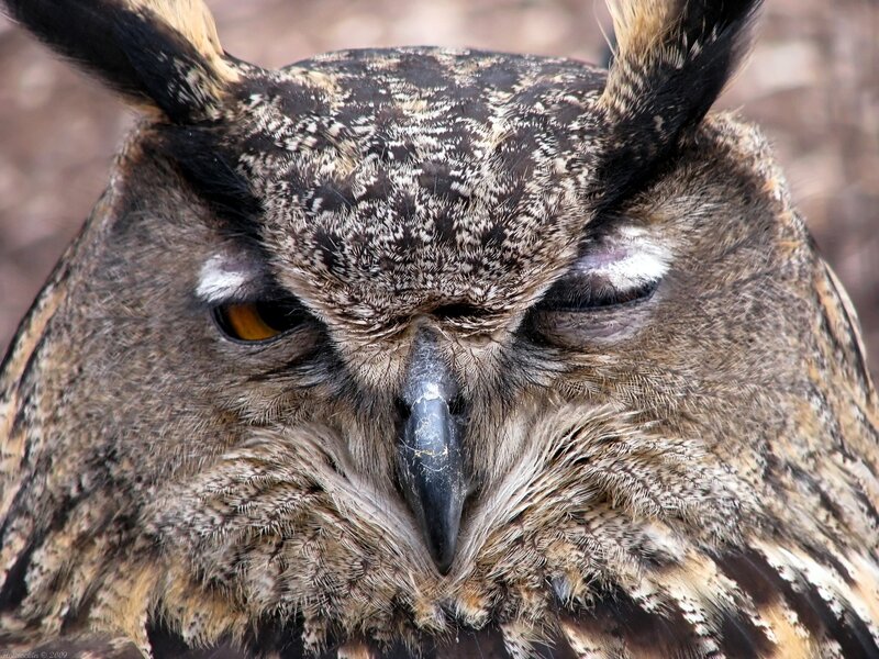 close-up of an owl's face