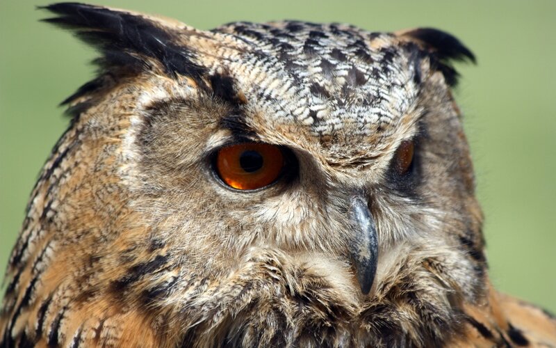 Close-up of an owl's face