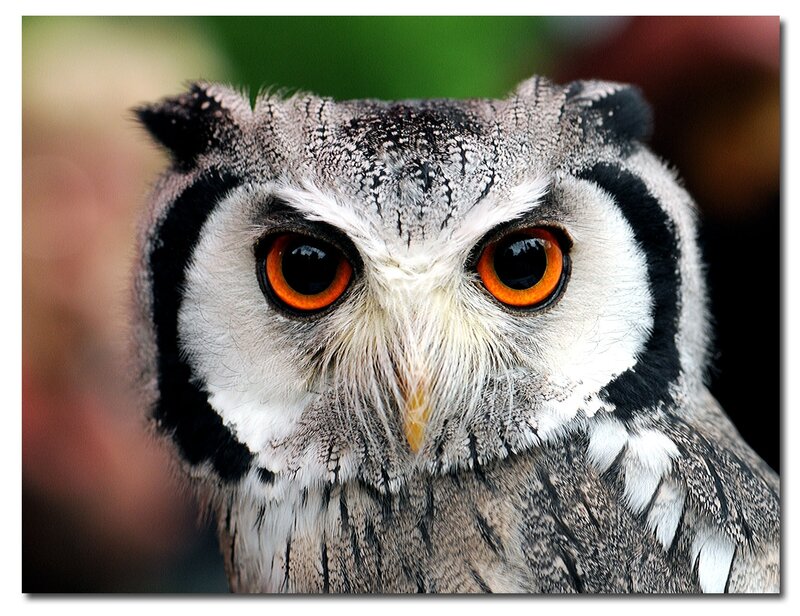 Close-up of an owl's face