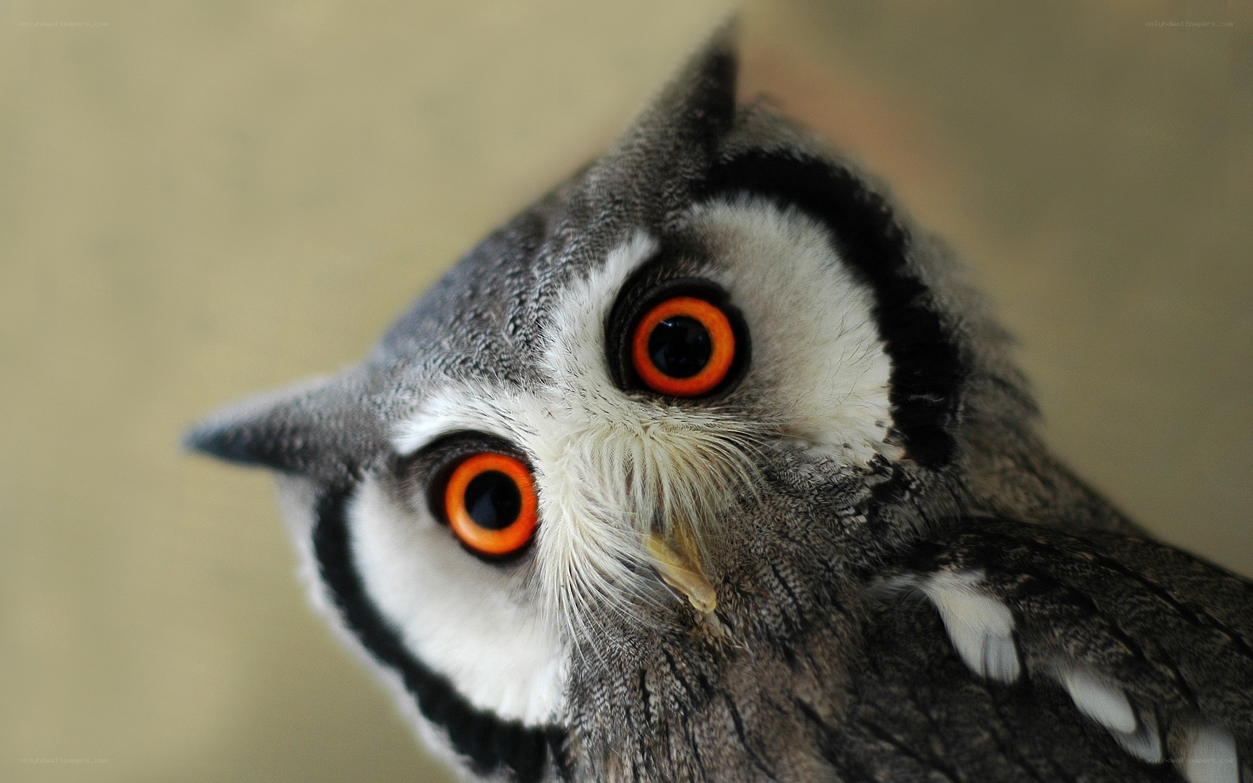 Close-up of an owl's face