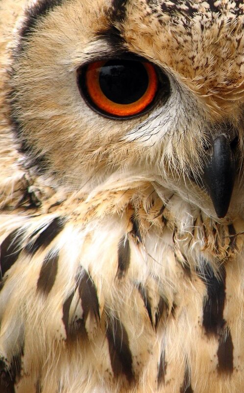 close-up of an owl's face
