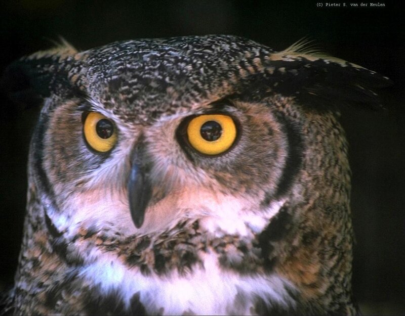 Close-up of an owl's face