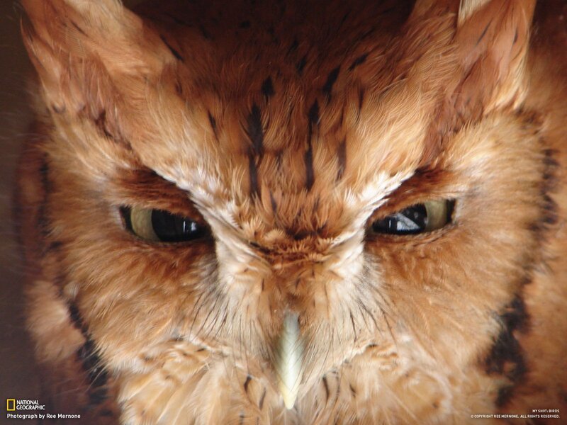 Close-up of an owl's face