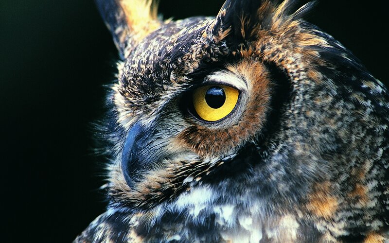 close-up of an owl's face