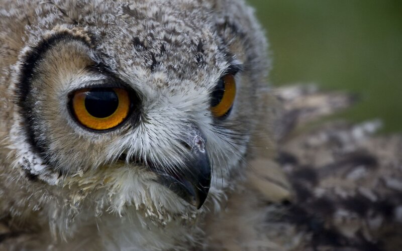 close-up of an owl's face
