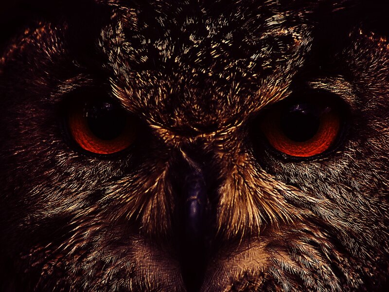Close-up of an owl's face