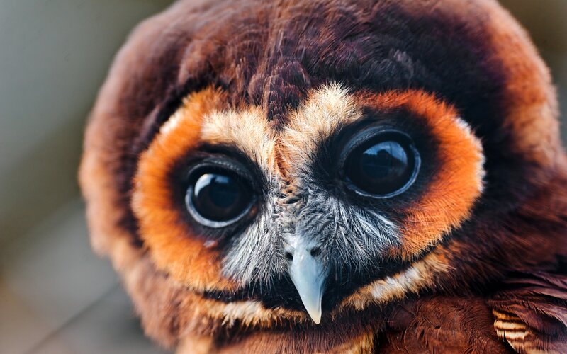 close-up of an owl's face