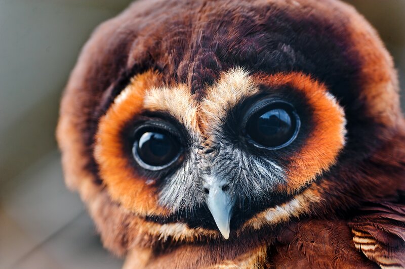Close-up of an owl's face